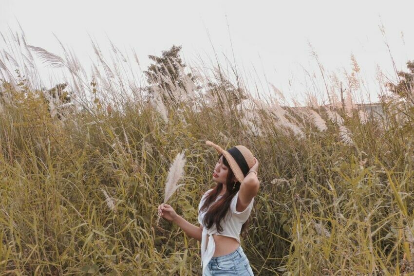 芒草季節、芒草