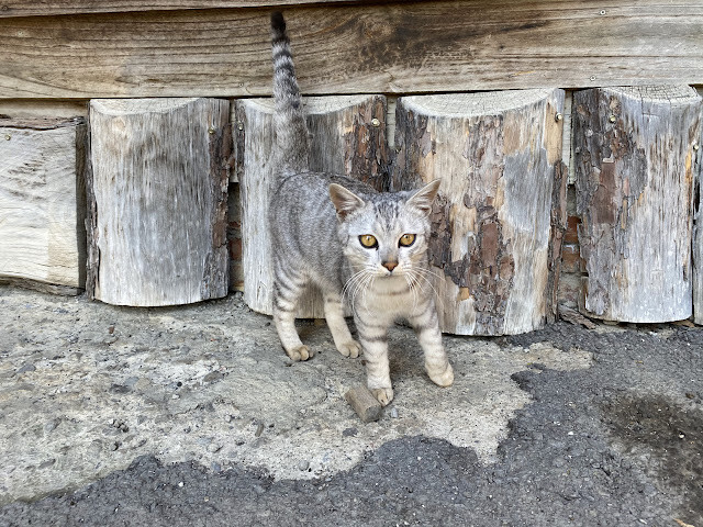 新光部落與鎮西堡部落行-感嘆原住民部落對於永續農業發展之決心