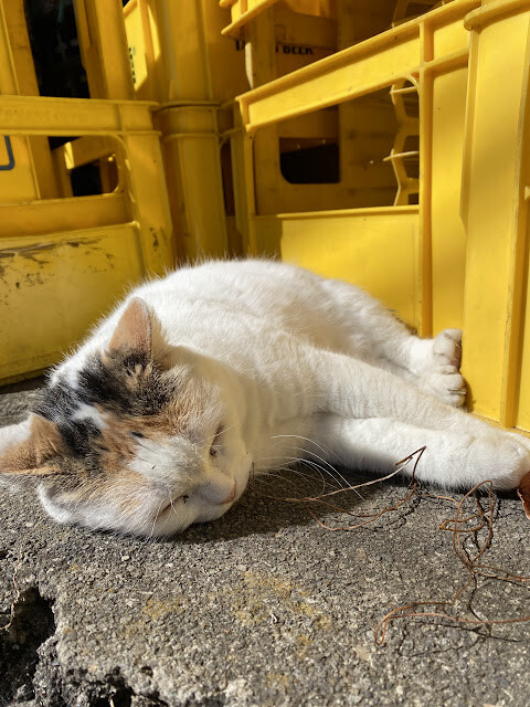 新光部落與鎮西堡部落行-感嘆原住民部落對於永續農業發展之決心