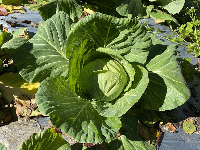 新光部落與鎮西堡部落行-感嘆原住民部落對於永續農業發展之決心