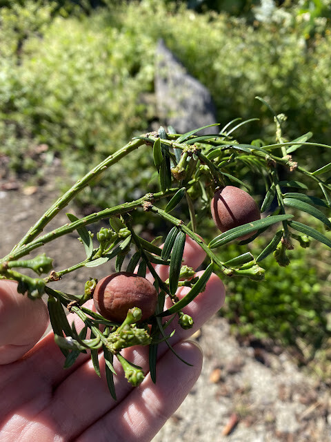 新光部落與鎮西堡部落行-感嘆原住民部落對於永續農業發展之決心