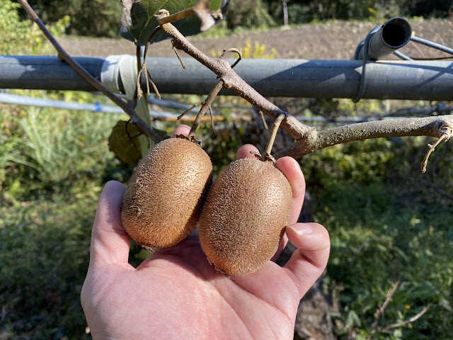 新光部落與鎮西堡部落行-感嘆原住民部落對於永續農業發展之決心