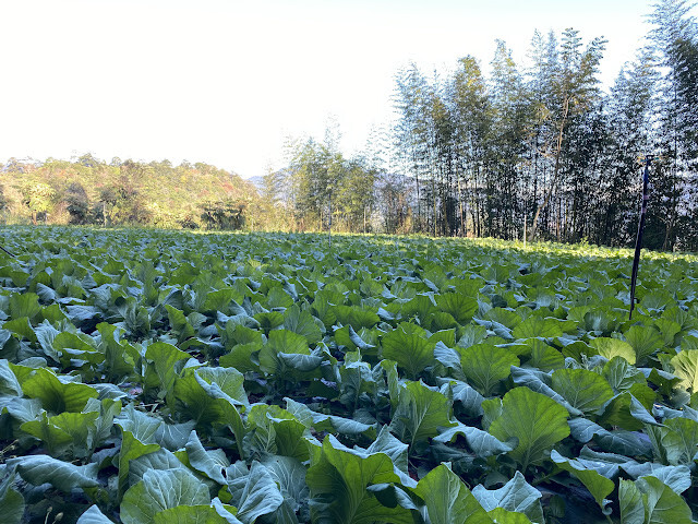 新光部落與鎮西堡部落行-感嘆原住民部落對於永續農業發展之決心