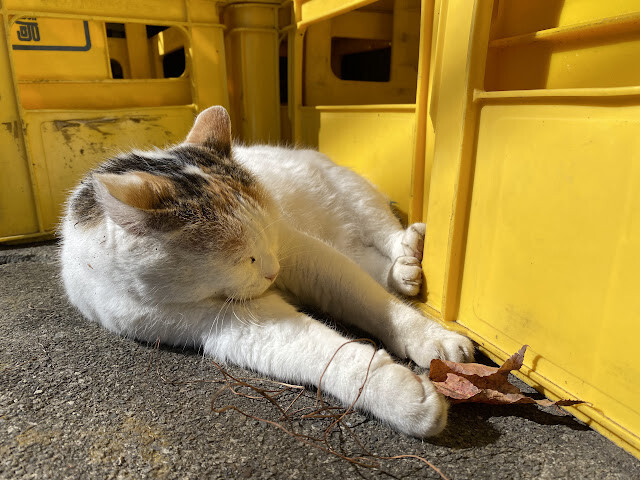 新光部落與鎮西堡部落行-感嘆原住民部落對於永續農業發展之決心