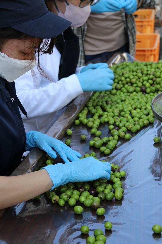 Ushimado橄欖園分揀水果用於輕度酸洗