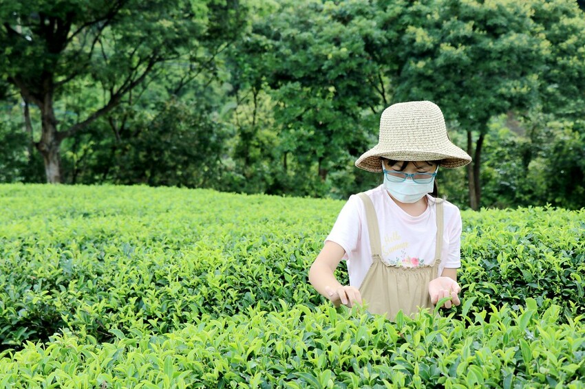 【桃園龍潭一日遊】探索三水×農遊輕旅-水土保持戶外教室/奉茶亭步道採茶/美人世家品茶/夏夕夏景玻璃屋景觀