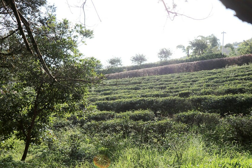 【桃園龍潭一日遊】探索三水×農遊輕旅-水土保持戶外教室/奉茶亭步道採茶/美人世家品茶/夏夕夏景玻璃屋景觀