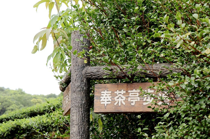 【桃園龍潭一日遊】探索三水×農遊輕旅-水土保持戶外教室/奉茶亭步道採茶/美人世家品茶/夏夕夏景玻璃屋景觀
