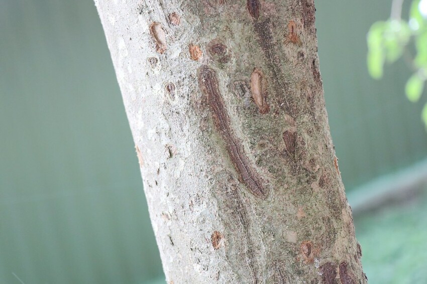 【桃園龍潭一日遊】探索三水×農遊輕旅-水土保持戶外教室/奉茶亭步道採茶/美人世家品茶/夏夕夏景玻璃屋景觀