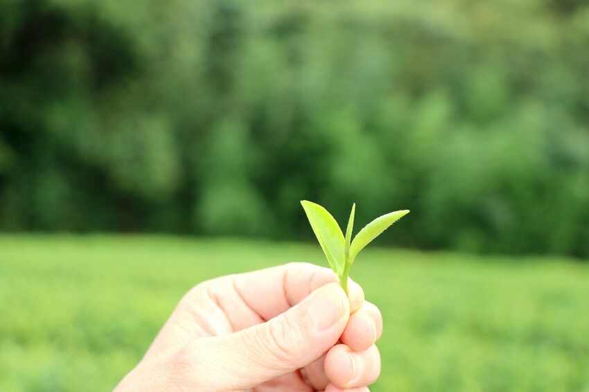 【桃園龍潭一日遊】探索三水×農遊輕旅-水土保持戶外教室/奉茶亭步道採茶/美人世家品茶/夏夕夏景玻璃屋景觀