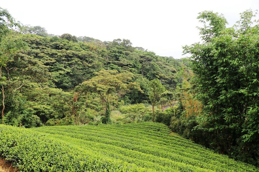 【桃園龍潭一日遊】探索三水×農遊輕旅-水土保持戶外教室/奉茶亭步道採茶/美人世家品茶/夏夕夏景玻璃屋景觀