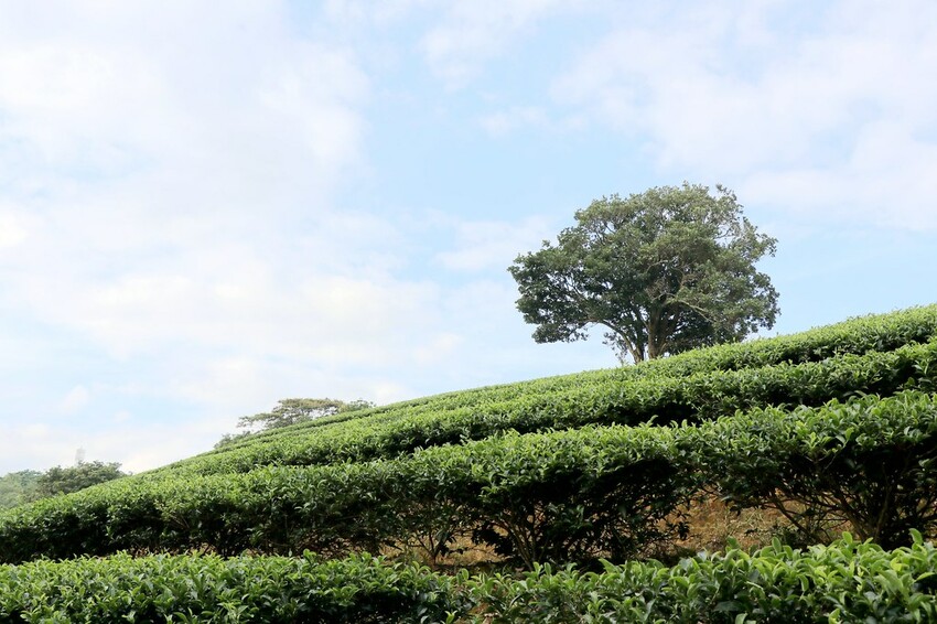 【桃園龍潭一日遊】探索三水×農遊輕旅-水土保持戶外教室/奉茶亭步道採茶/美人世家品茶/夏夕夏景玻璃屋景觀