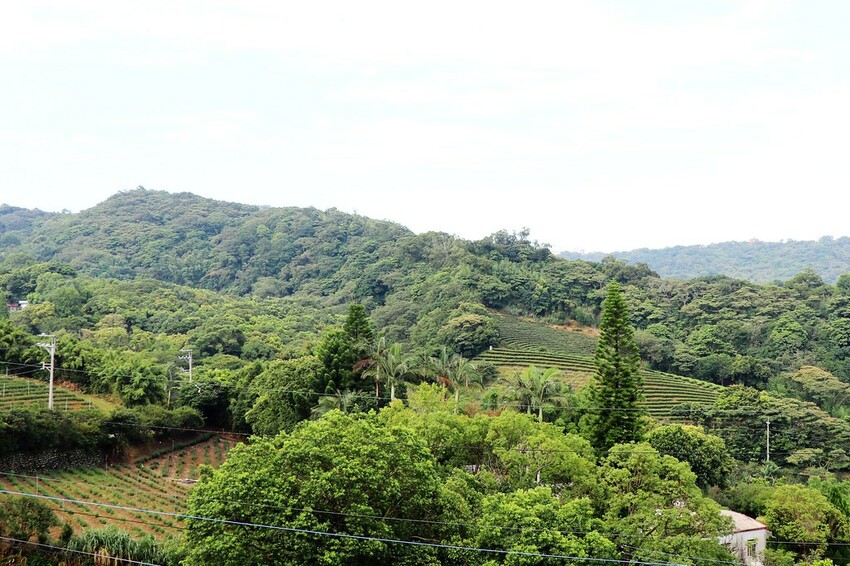 【桃園龍潭一日遊】探索三水×農遊輕旅-水土保持戶外教室/奉茶亭步道採茶/美人世家品茶/夏夕夏景玻璃屋景觀