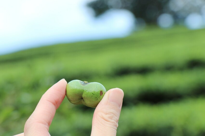 【桃園龍潭一日遊】探索三水×農遊輕旅-水土保持戶外教室/奉茶亭步道採茶/美人世家品茶/夏夕夏景玻璃屋景觀