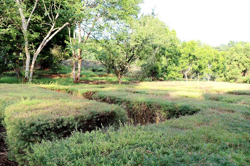【桃園龍潭一日遊】探索三水×農遊輕旅-水土保持戶外教室/奉茶亭步道採茶/美人世家品茶/夏夕夏景玻璃屋景觀