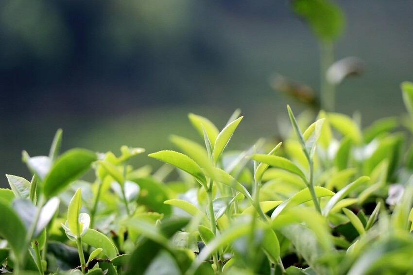 【桃園龍潭一日遊】探索三水×農遊輕旅-水土保持戶外教室/奉茶亭步道採茶/美人世家品茶/夏夕夏景玻璃屋景觀