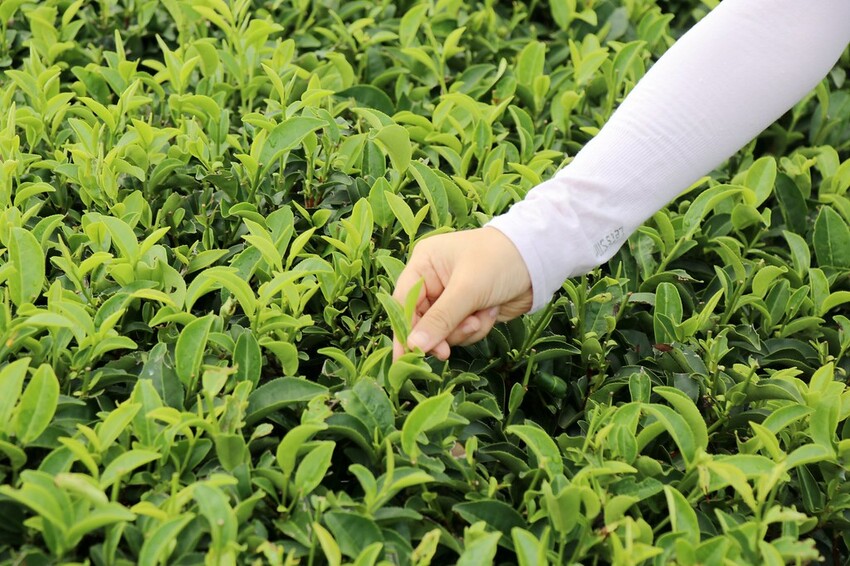 【桃園龍潭一日遊】探索三水×農遊輕旅-水土保持戶外教室/奉茶亭步道採茶/美人世家品茶/夏夕夏景玻璃屋景觀