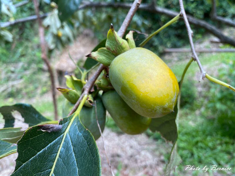 味衛佳柿餅觀光農場~九降風起曬柿子來農場拍網美照囉 @Bernice的隨手筆記