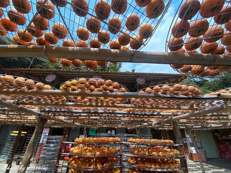 味衛佳柿餅觀光農場~九降風起曬柿子來農場拍網美照囉 @Bernice的隨手筆記