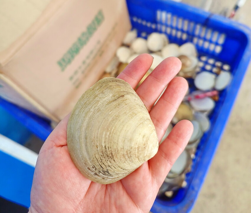 【馬蹄蛤主題館】一票玩到底超划算