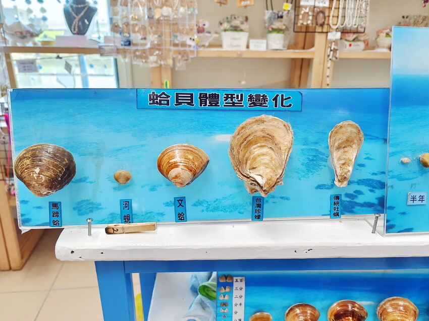 【馬蹄蛤主題館】一票玩到底超划算
