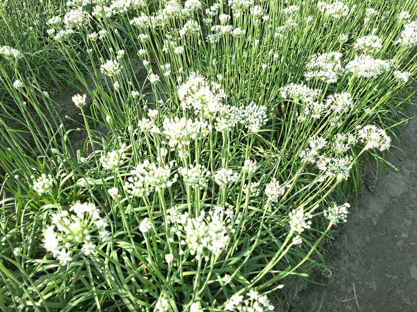 埤頭韭菜花海 (7).jpg - 埤頭韭菜花海