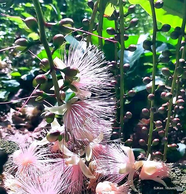 The beautiful blossoms of powerpuff tree at Taipei Eextreme sports and training center, Nangang district, Taipei, Taiwan, SJKen, Jun 18, 2022.