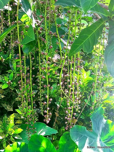 The beautiful blossoms of powerpuff tree at Taipei Eextreme sports and training center, Nangang district, Taipei, Taiwan, SJKen, Jun 18, 2022.