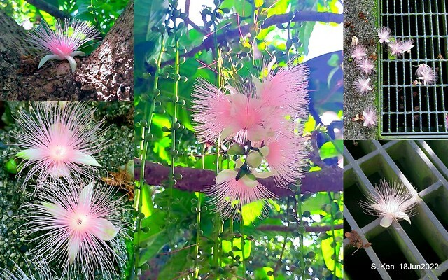 The beautiful blossoms of powerpuff tree at Taipei Eextreme sports and training center, Nangang district, Taipei, Taiwan, SJKen, Jun 18, 2022.