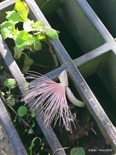 The beautiful blossoms of powerpuff tree at Taipei Eextreme sports and training center, Nangang district, Taipei, Taiwan, SJKen, Jun 18, 2022.
