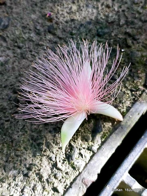The beautiful blossoms of powerpuff tree at Taipei Eextreme sports and training center, Nangang district, Taipei, Taiwan, SJKen, Jun 18, 2022.