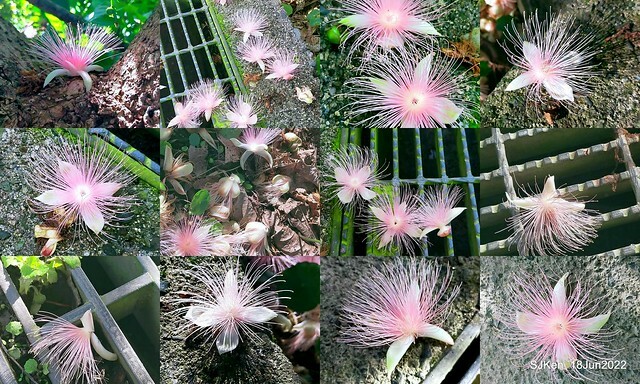 The beautiful blossoms of powerpuff tree at Taipei Eextreme sports and training center, Nangang district, Taipei, Taiwan, SJKen, Jun 18, 2022.