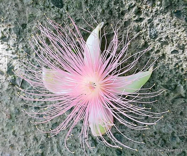 The beautiful blossoms of powerpuff tree at Taipei Eextreme sports and training center, Nangang district, Taipei, Taiwan, SJKen, Jun 18, 2022.