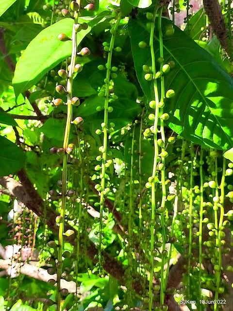 The beautiful blossoms of powerpuff tree at Taipei Eextreme sports and training center, Nangang district, Taipei, Taiwan, SJKen, Jun 18, 2022.