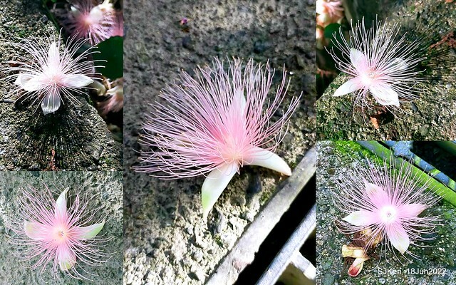 The beautiful blossoms of powerpuff tree at Taipei Eextreme sports and training center, Nangang district, Taipei, Taiwan, SJKen, Jun 18, 2022.