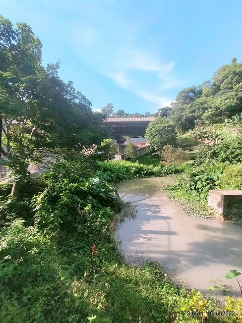 The beautiful blossoms of powerpuff tree at Taipei Eextreme sports and training center, Nangang district, Taipei, Taiwan, SJKen, Jun 18, 2022.