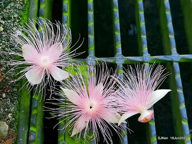 The beautiful blossoms of powerpuff tree at Taipei Eextreme sports and training center, Nangang district, Taipei, Taiwan, SJKen, Jun 18, 2022.