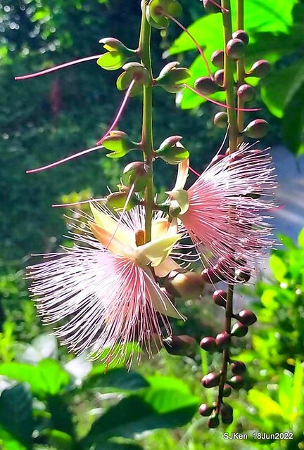 The beautiful blossoms of powerpuff tree at Taipei Eextreme sports and training center, Nangang district, Taipei, Taiwan, SJKen, Jun 18, 2022.