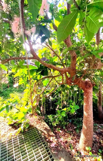 The beautiful blossoms of powerpuff tree at Taipei Eextreme sports and training center, Nangang district, Taipei, Taiwan, SJKen, Jun 18, 2022.