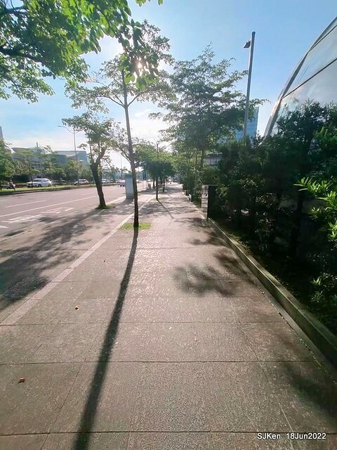 The beautiful blossoms of powerpuff tree at Taipei Eextreme sports and training center, Nangang district, Taipei, Taiwan, SJKen, Jun 18, 2022.