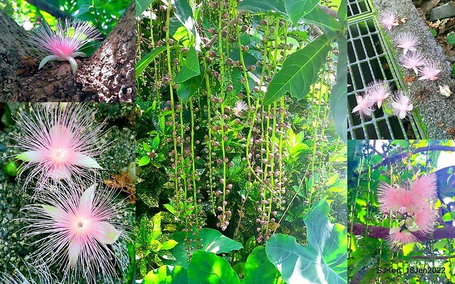 The beautiful blossoms of powerpuff tree at Taipei Eextreme sports and training center, Nangang district, Taipei, Taiwan, SJKen, Jun 18, 2022.