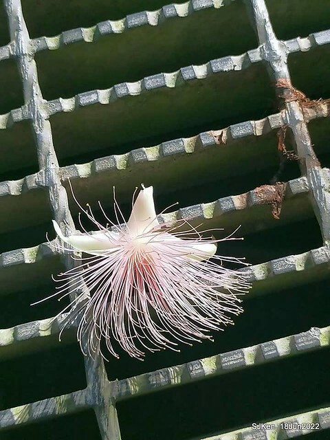 The beautiful blossoms of powerpuff tree at Taipei Eextreme sports and training center, Nangang district, Taipei, Taiwan, SJKen, Jun 18, 2022.