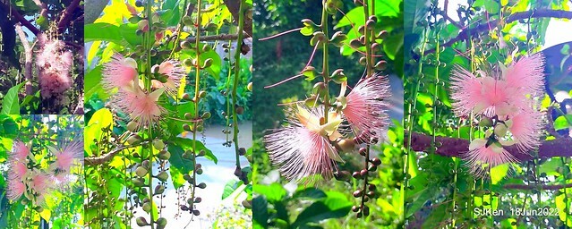 The beautiful blossoms of powerpuff tree at Taipei Eextreme sports and training center, Nangang district, Taipei, Taiwan, SJKen, Jun 18, 2022.