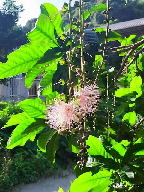 The beautiful blossoms of powerpuff tree at Taipei Eextreme sports and training center, Nangang district, Taipei, Taiwan, SJKen, Jun 18, 2022.