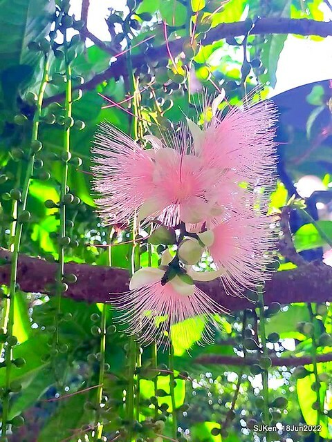The beautiful blossoms of powerpuff tree at Taipei Eextreme sports and training center, Nangang district, Taipei, Taiwan, SJKen, Jun 18, 2022.