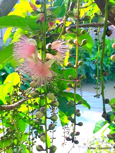 The beautiful blossoms of powerpuff tree at Taipei Eextreme sports and training center, Nangang district, Taipei, Taiwan, SJKen, Jun 18, 2022.