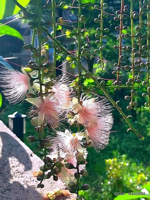 The beautiful blossoms of powerpuff tree at Taipei Eextreme sports and training center, Nangang district, Taipei, Taiwan, SJKen, Jun 18, 2022.
