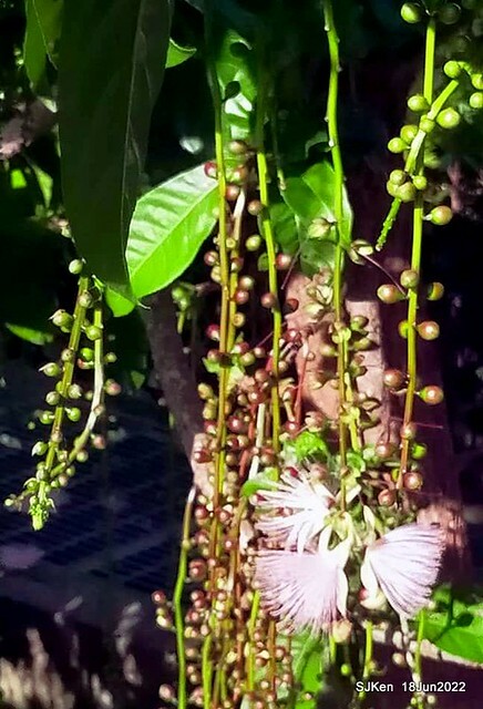 The beautiful blossoms of powerpuff tree at Taipei Eextreme sports and training center, Nangang district, Taipei, Taiwan, SJKen, Jun 18, 2022.