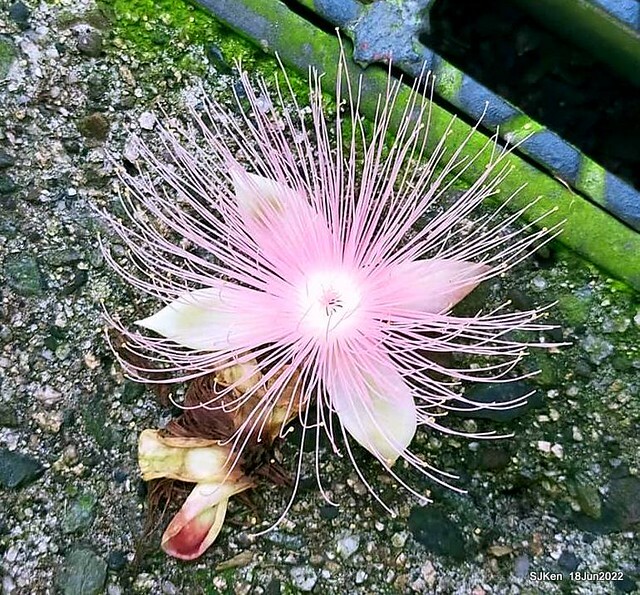 The beautiful blossoms of powerpuff tree at Taipei Eextreme sports and training center, Nangang district, Taipei, Taiwan, SJKen, Jun 18, 2022.