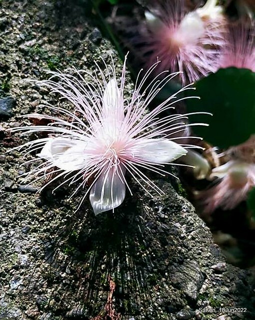 The beautiful blossoms of powerpuff tree at Taipei Eextreme sports and training center, Nangang district, Taipei, Taiwan, SJKen, Jun 18, 2022.